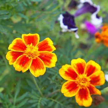 Tagetes Patula, yellow and red flower in a garden