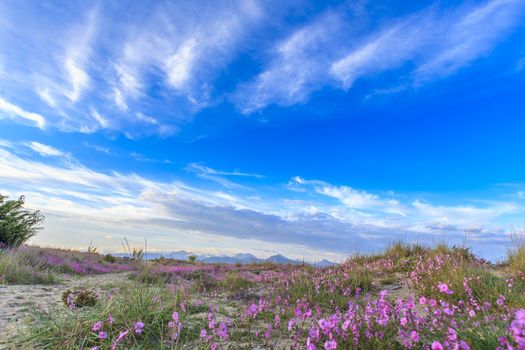Seascape with sandy hills with pink flowers