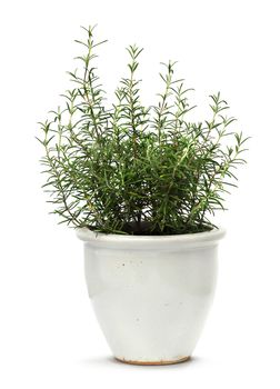 Rosemary herb plant growing in white clay pot