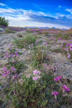 Seascape with sandy hills with pink flowers