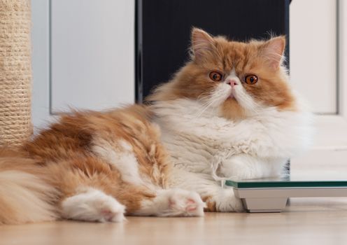 House Persian kitten of a red and white color on simple background