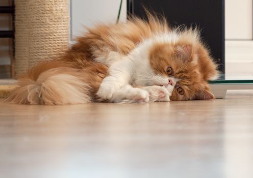 House Persian kitten of a red and white color on simple background