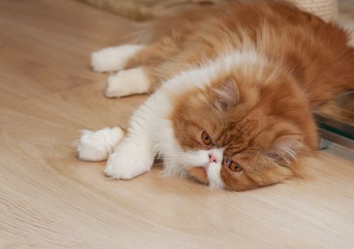 House Persian kitten of a red and white color on simple background