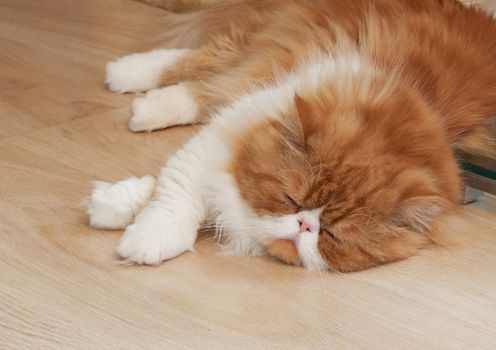 House Persian kitten of a red and white color on simple background