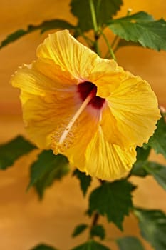 Hibiscus flower and green leaves on dark yellow background