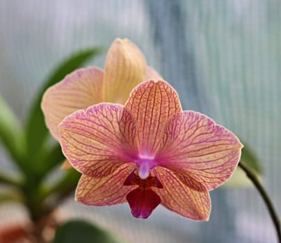 Detail of beautiful rose orchid - phalaenopsis 