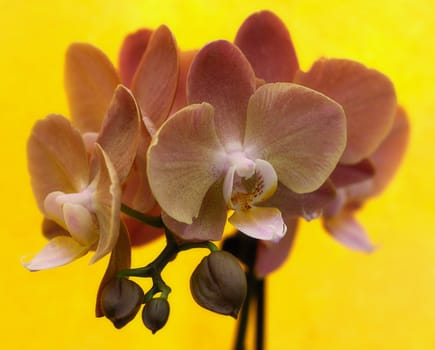 Detail of  rose orchid - phalaenopsis 