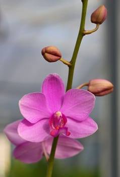Detail of beautiful purple orchid - phalaenopsis 