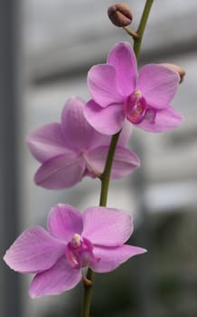 Detail of beautiful rose orchid - phalaenopsis 