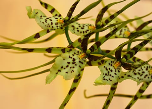 Detail of beautiful orchid on yellow background