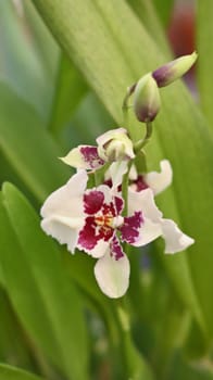 Detail of beautiful whitte-purple orchid 