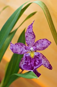 Detail of beautifull violet orchid with leaves