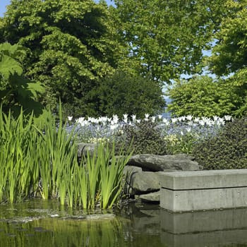 Garden with pond and white tulips
