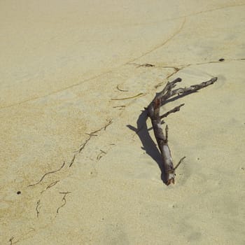 Dark branch on a sandy beach
