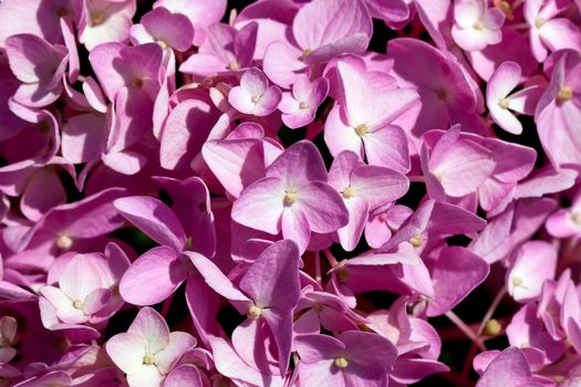 background of flowers of pink hydrangea close up
