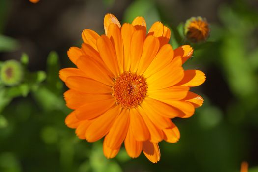 single blooming orange margold in garden on green background