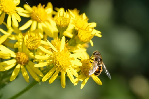 Bee on yellow flowers