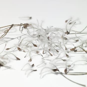 Seeds with feather like part on a white background