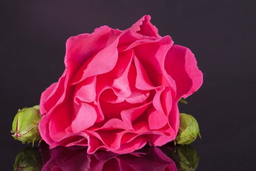 single flower of pink rose with buds  isolated on dark background