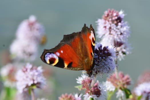 Peacock Butterfly resting on flower