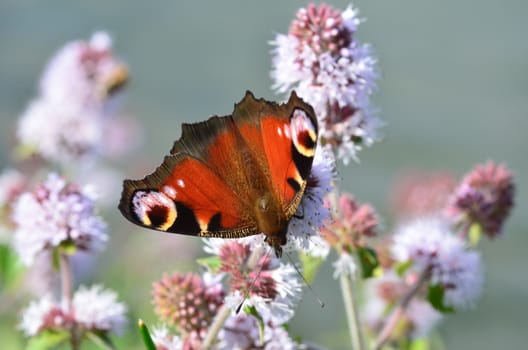 Close up of peacock butterfly on flowers