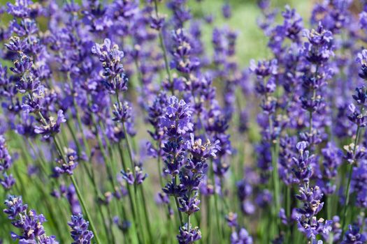 lot of flowers of violet lavender blooming in garden