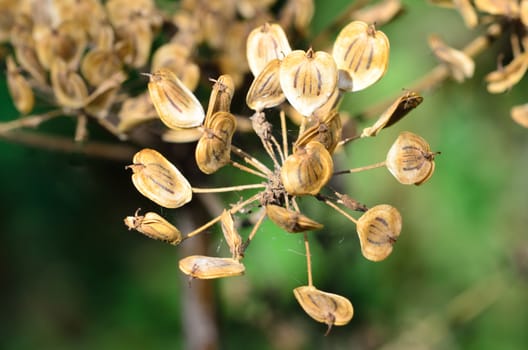 Brown Autumn seeds