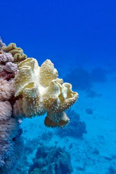 coral reef with great yellow soft coral mushroom leather  at the bottom of tropical sea on blue water background