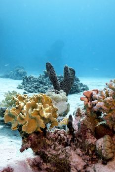 coral reef with soft and hard corals and sea sponge on the bottom of red sea in egypt