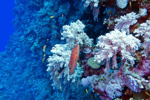 coral reef with red exotic fish cephalopholis at the bottom of tropical sea