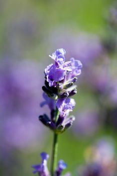 single flower of violet lavender blooming in garden macro