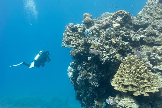 coral reef with stony corals and divers at the bottom of tropical sea on blue water background