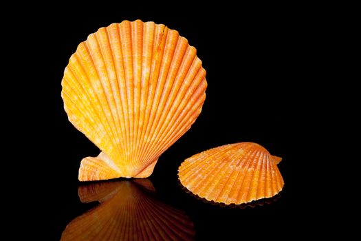 orange seashells isolated on black background