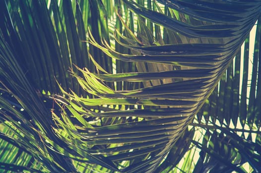 Close Up Of Retro Filtered Style Palm Tree In Hawaii