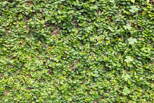 Climbing fig  tree wall background with Ivy Gourd