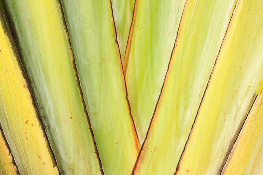 banana's stalk (Traveler palm tree) in the light morning