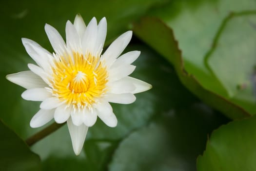 White blooming lotus in the nature park