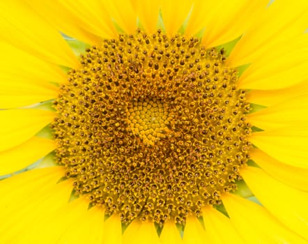close up of sun flower