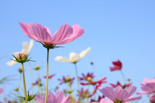 Pink Comos Flowers on sky background