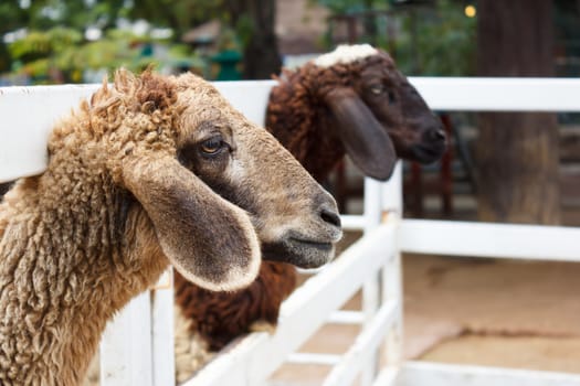 two brown sheep in farm