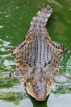 big Siamese crocodile in water