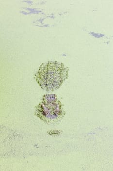 crocodile hide in water covered with duckweed
