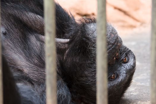 Sad chimpanzee  in cage (animal in a zoo)