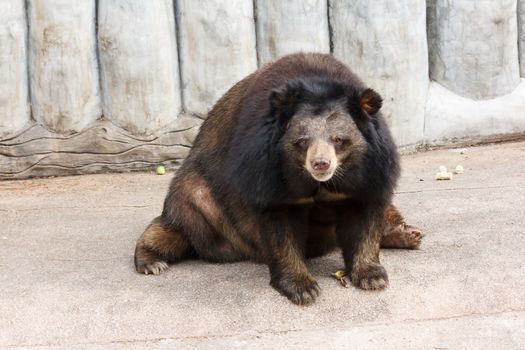 black brown asiatic bear zoo