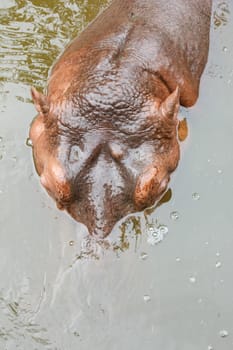 Hippopotamus swimming in a river