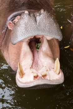 Hippopotamus open mouth in a water