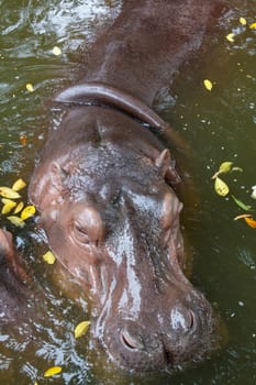 Hippopotamus swimming in a river