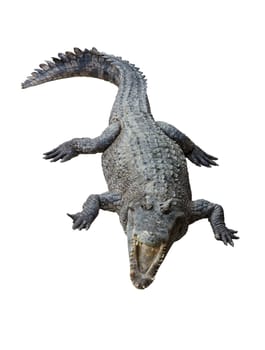 Siamese crocodile isolated on white background