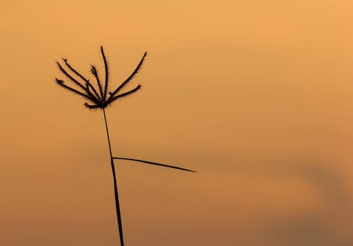 morning silhouettes of grass flower