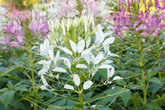 White and Pink Cleome or Spider Flowers